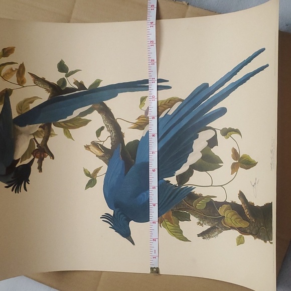 JOHN JAMES AUDUBON (1785-1851) "Columbia Jay, No. 20” Print 1948 - Picture 10 of 11